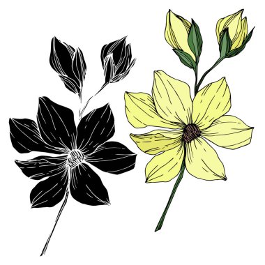 Vektör Magnolia çiçek botanik çiçekleri. Siyah beyaz işlemeli mürekkep sanatı. İzole edilmiş manolya illüstrasyon ögesi.