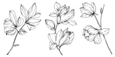 Vektör Magnolia çiçek botanik çiçekleri. Siyah beyaz işlemeli mürekkep sanatı. İzole edilmiş manolya illüstrasyon ögesi.