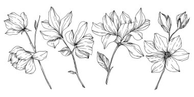 Vektör Magnolia çiçek botanik çiçekleri. Siyah beyaz işlemeli mürekkep sanatı. İzole edilmiş manolya illüstrasyon ögesi.