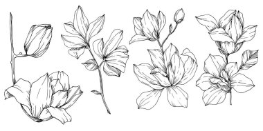 Vektör Magnolia çiçek botanik çiçekleri. Siyah beyaz işlemeli mürekkep sanatı. İzole edilmiş manolya illüstrasyon ögesi.