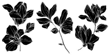 Vektör Magnolia çiçek botanik çiçekleri. Siyah beyaz işlemeli mürekkep sanatı. İzole edilmiş manolya illüstrasyon ögesi.