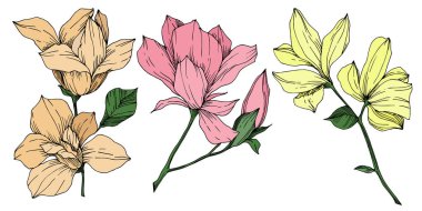 Vektör Magnolia çiçek botanik çiçekleri. Siyah beyaz işlemeli mürekkep sanatı. İzole edilmiş manolya illüstrasyon ögesi.