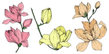 Vektör Magnolia çiçek botanik çiçekleri. Siyah beyaz işlemeli mürekkep sanatı. İzole edilmiş manolya illüstrasyon ögesi.