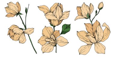 Vektör Magnolia çiçek botanik çiçekleri. Siyah beyaz işlemeli mürekkep sanatı. İzole edilmiş manolya illüstrasyon ögesi.