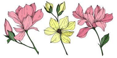 Vektör Magnolia çiçek botanik çiçekleri. Siyah beyaz işlemeli mürekkep sanatı. İzole edilmiş manolya illüstrasyon ögesi.