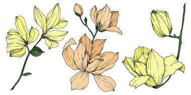 Vektör Magnolia çiçek botanik çiçekleri. Siyah beyaz işlemeli mürekkep sanatı. İzole edilmiş manolya illüstrasyon ögesi.