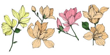 Vektör Magnolia çiçek botanik çiçekleri. Siyah beyaz işlemeli mürekkep sanatı. İzole edilmiş manolya illüstrasyon ögesi.