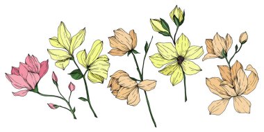 Vektör Magnolia çiçek botanik çiçekleri. Siyah beyaz işlemeli mürekkep sanatı. İzole edilmiş manolya illüstrasyon ögesi.