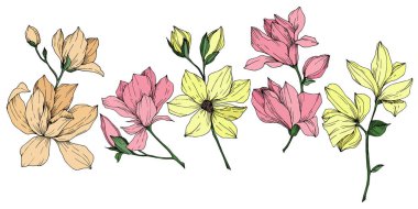 Vektör Magnolia çiçek botanik çiçekleri. Siyah beyaz işlemeli mürekkep sanatı. İzole edilmiş manolya illüstrasyon ögesi.