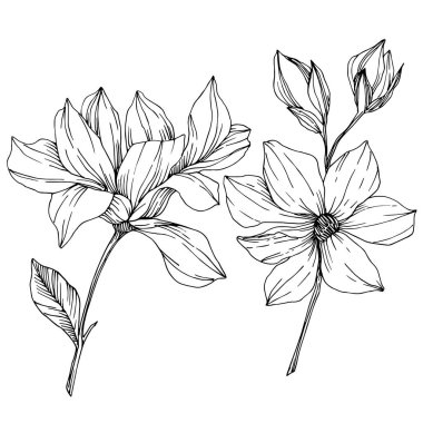 Vektör Magnolia çiçek botanik çiçekleri. Siyah beyaz işlemeli mürekkep sanatı. İzole edilmiş manolya illüstrasyon ögesi.