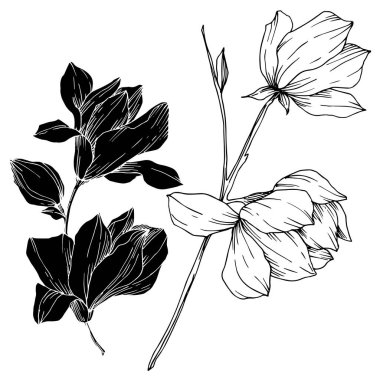 Vektör Magnolia çiçek botanik çiçekleri. Siyah beyaz işlemeli mürekkep sanatı. İzole edilmiş manolya illüstrasyon ögesi.