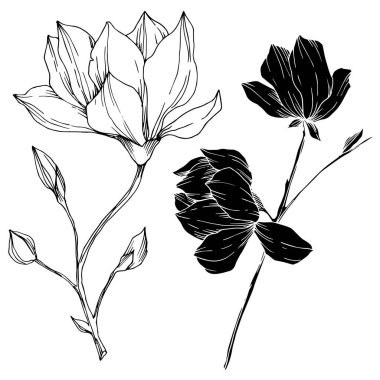 Vektör Magnolia çiçek botanik çiçekleri. Siyah beyaz işlemeli mürekkep sanatı. İzole edilmiş manolya illüstrasyon ögesi.
