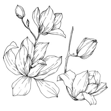 Vektör Magnolia çiçek botanik çiçekleri. Siyah beyaz işlemeli mürekkep sanatı. İzole edilmiş manolya illüstrasyon ögesi.