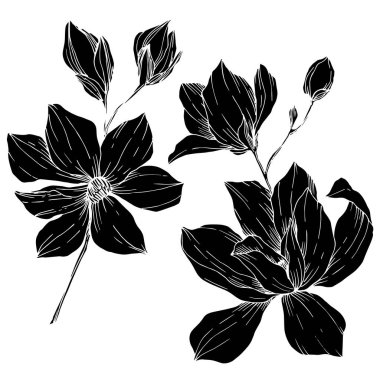 Vektör Magnolia çiçek botanik çiçekleri. Siyah beyaz işlemeli mürekkep sanatı. İzole edilmiş manolya illüstrasyon ögesi.