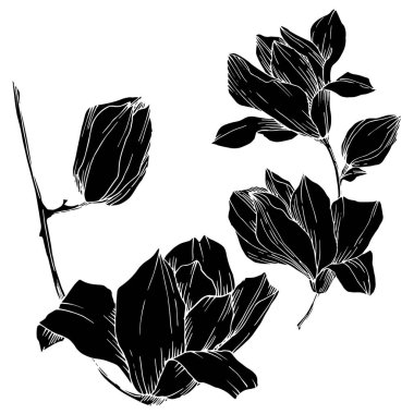 Vektör Magnolia çiçek botanik çiçekleri. Siyah beyaz işlemeli mürekkep sanatı. İzole edilmiş manolya illüstrasyon ögesi.