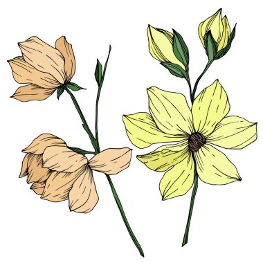 Vektör Magnolia çiçek botanik çiçekleri. Siyah beyaz işlemeli mürekkep sanatı. İzole edilmiş manolya illüstrasyon ögesi.