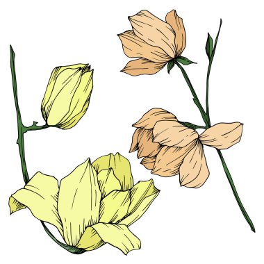 Vektör Magnolia çiçek botanik çiçekleri. Siyah beyaz işlemeli mürekkep sanatı. İzole edilmiş manolya illüstrasyon ögesi.