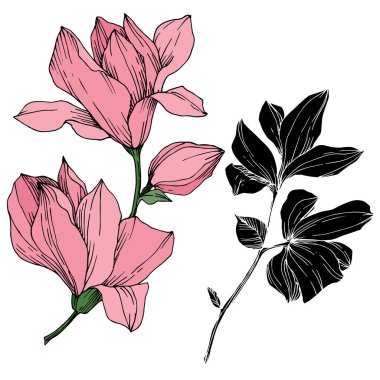 Vektör Magnolia çiçek botanik çiçekleri. Siyah beyaz işlemeli mürekkep sanatı. İzole edilmiş manolya illüstrasyon ögesi.