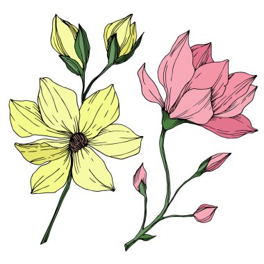 Vektör Magnolia çiçek botanik çiçekleri. Siyah beyaz işlemeli mürekkep sanatı. İzole edilmiş manolya illüstrasyon ögesi.