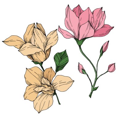 Vektör Magnolia çiçek botanik çiçekleri. Siyah beyaz işlemeli mürekkep sanatı. İzole edilmiş manolya illüstrasyon ögesi.