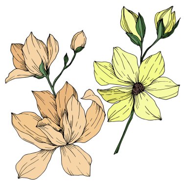 Vektör Magnolia çiçek botanik çiçekleri. Siyah beyaz işlemeli mürekkep sanatı. İzole edilmiş manolya illüstrasyon ögesi.