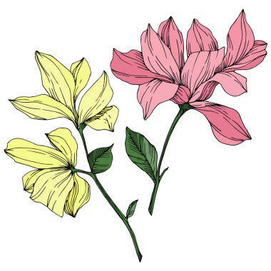 Vektör Magnolia çiçek botanik çiçekleri. Siyah beyaz işlemeli mürekkep sanatı. İzole edilmiş manolya illüstrasyon ögesi.