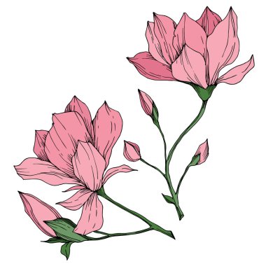 Vektör Magnolia çiçek botanik çiçekleri. Siyah beyaz işlemeli mürekkep sanatı. İzole edilmiş manolya illüstrasyon ögesi.