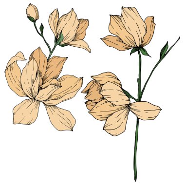 Vektör Magnolia çiçek botanik çiçekleri. Siyah beyaz işlemeli mürekkep sanatı. İzole edilmiş manolya illüstrasyon ögesi.