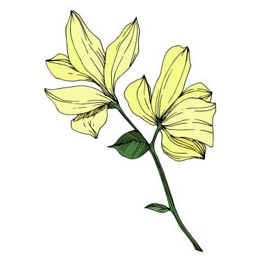 Vektör Magnolia çiçek botanik çiçekleri. Siyah beyaz işlemeli mürekkep sanatı. İzole edilmiş manolya illüstrasyon ögesi.