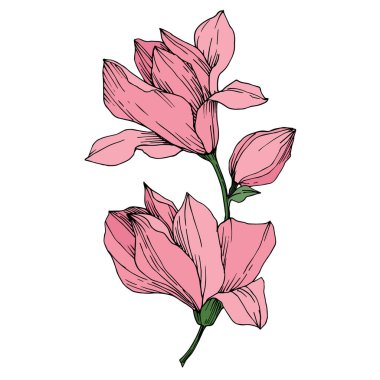 Vektör Magnolia çiçek botanik çiçekleri. Siyah beyaz işlemeli mürekkep sanatı. İzole edilmiş manolya illüstrasyon ögesi.