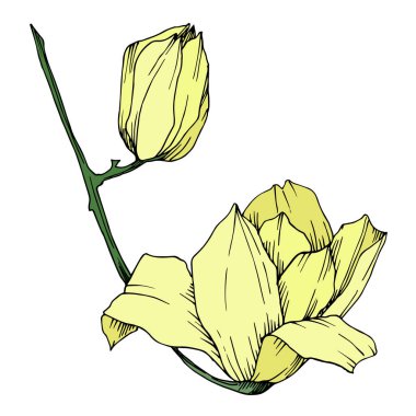 Vektör Magnolia çiçek botanik çiçekleri. Siyah beyaz işlemeli mürekkep sanatı. İzole edilmiş manolya illüstrasyon ögesi.