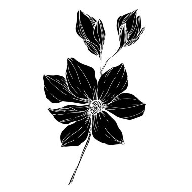 Vektör Magnolia çiçek botanik çiçekleri. Siyah beyaz işlemeli mürekkep sanatı. İzole edilmiş manolya illüstrasyon ögesi.