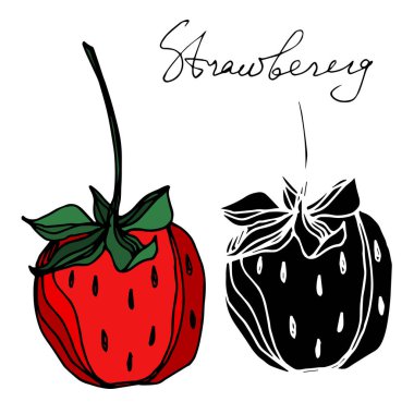 Vektör çilek taze böğürtlen sağlıklı yiyecek. Siyah beyaz işlemeli mürekkep sanatı. İzole edilmiş çilek illüstrasyon ögesi.