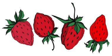 Vektör çilek taze böğürtlen sağlıklı yiyecek. Siyah beyaz işlemeli mürekkep sanatı. İzole edilmiş çilek illüstrasyon ögesi.