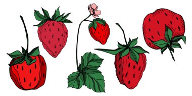 Vektör çilek taze böğürtlen sağlıklı yiyecek. Siyah beyaz işlemeli mürekkep sanatı. İzole edilmiş çilek illüstrasyon ögesi.