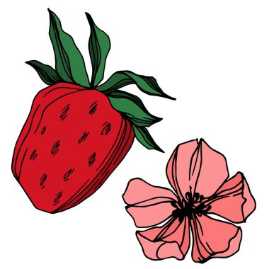 Vektör çilek taze böğürtlen sağlıklı yiyecek. Siyah beyaz işlemeli mürekkep sanatı. İzole edilmiş çilek illüstrasyon ögesi.