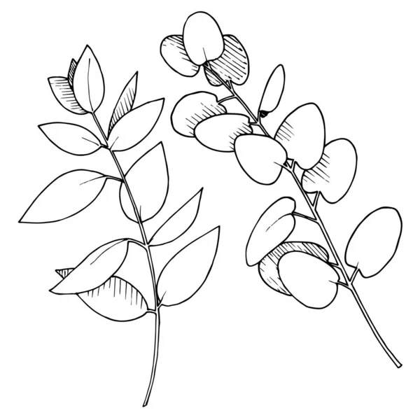 Vektör Okaliptüs daldan ayrılıyor. Siyah beyaz işlemeli mürekkep sanatı. İzole edilmiş dallar illüstrasyon ögesi.