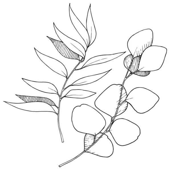 Vektör Okaliptüs daldan ayrılıyor. Siyah beyaz işlemeli mürekkep sanatı. İzole edilmiş dallar illüstrasyon ögesi.