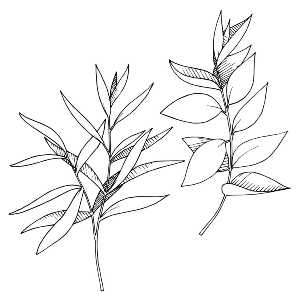 Vektör Okaliptüs daldan ayrılıyor. Siyah beyaz işlemeli mürekkep sanatı. İzole edilmiş dallar illüstrasyon ögesi.
