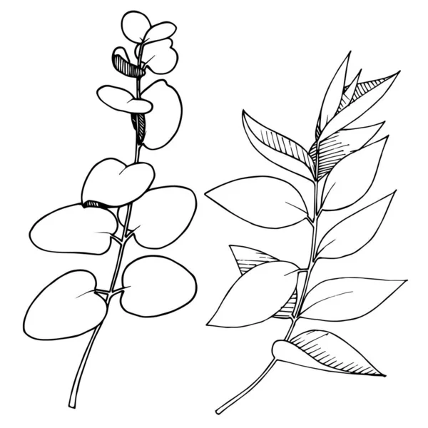 Vektor Eukalyptus verlässt Zweig. Schwarz-weiß gestochene Tuschekunst. vereinzelte Äste Illustrationselement. — Stockvektor