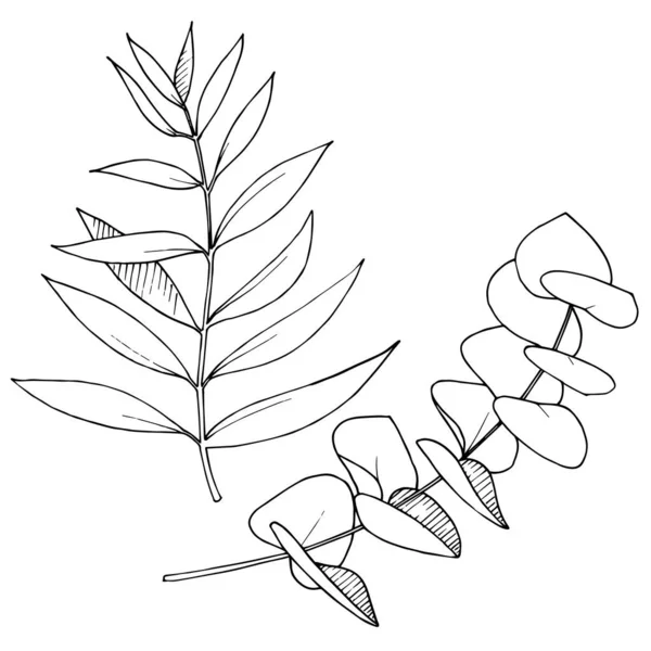 Vektör Okaliptüs daldan ayrılıyor. Siyah beyaz işlemeli mürekkep sanatı. İzole edilmiş dallar illüstrasyon ögesi.