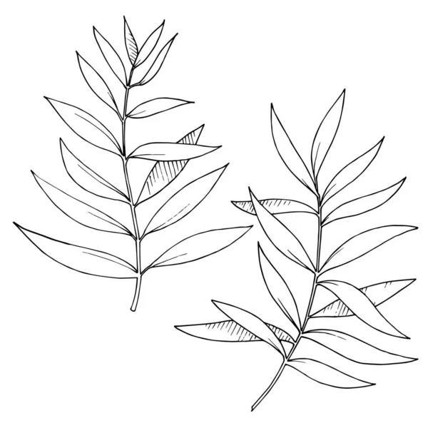 Vektör Okaliptüs daldan ayrılıyor. Siyah beyaz işlemeli mürekkep sanatı. İzole edilmiş dallar illüstrasyon ögesi.