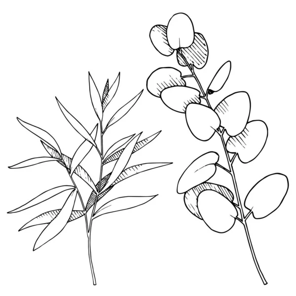 유우 칼리 나무 잎가지. 흑백으로 새긴 잉크 예술 작품이죠. 격지의 삽화 요소. — 스톡 벡터