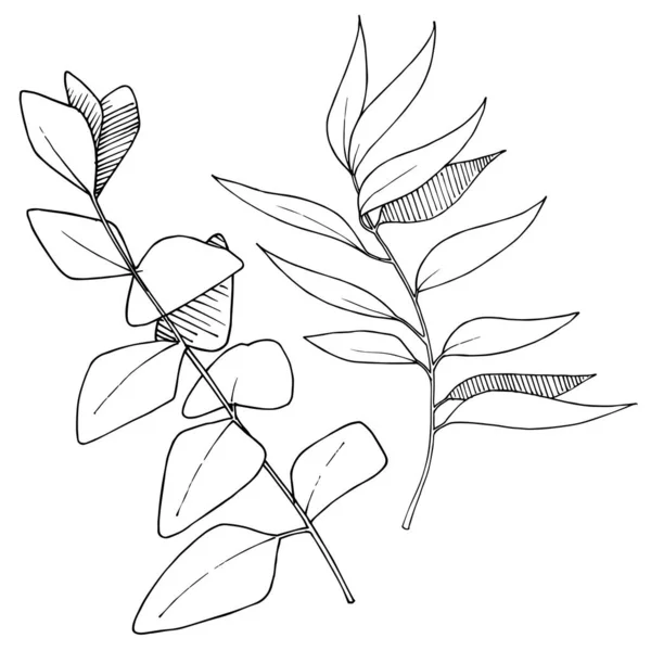 Vector Eucalyptus deja rama. Tinta grabada en blanco y negro. Elemento ilustrativo de ramas aisladas . — Vector de stock