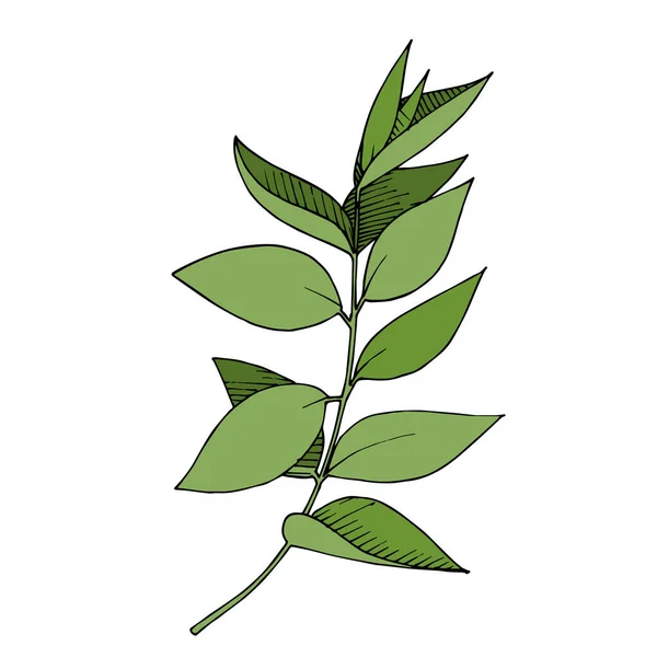 Vektor Eucalyptus blad gren. Svart och vit graverad bläckkonst. Enskilda grenar illustrationselement. — Stock vektor