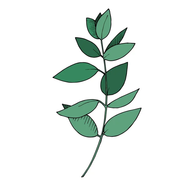 Vetor Eucalipto folhas ramo. Tinta gravada a preto e branco. Isolados ramos ilustração elemento . — Vetor de Stock