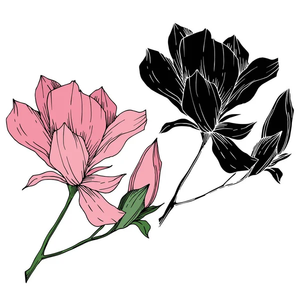 Vektormagnolie mit botanischen Blüten. Schwarz-weiß gestochene Tuschekunst. isolierte Magnolie Illustrationselement. — Stockvektor