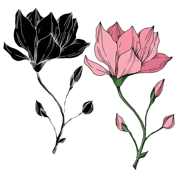 Vector Magnolia flores botánicas florales. Tinta grabada en blanco y negro. Elemento ilustrativo de magnolia aislada . — Vector de stock