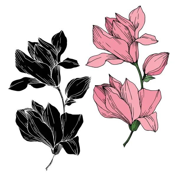 벡터 마그마꽃은 식물의 꽃이다. 흑백으로 새긴 잉크 예술 작품이죠. 격지된 마뇰 리아 삽화 요소. — 스톡 벡터