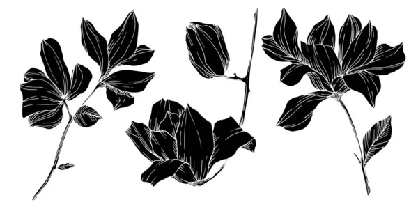 Vector Magnolia bloemen botanische bloemen. Zwart-wit gegraveerde inktkunst. Geïsoleerde magnolia illustratie-element. — Stockvector